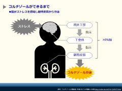 E382B3E383ABE38381E382BEE383BCE383ABE3818CE381A7E3818DE3828BE381BEE381A7EFBC88E4BBAEEFBC89.png