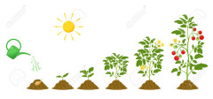 196994842-stages-of-growth-of-tomatoes-irrigation-and-conditions-for-plant-germination-in-agriculture.jpg