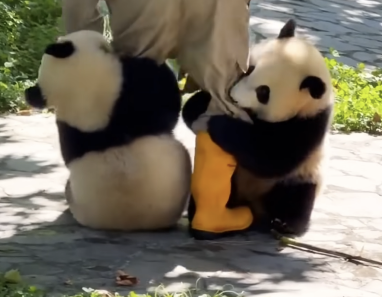 ジャイアントパンダ