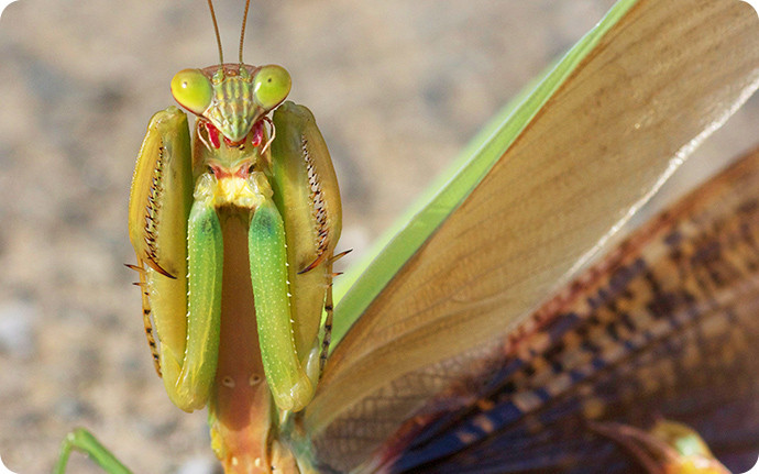 カマキリ