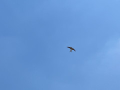 IMG_8944.jpg