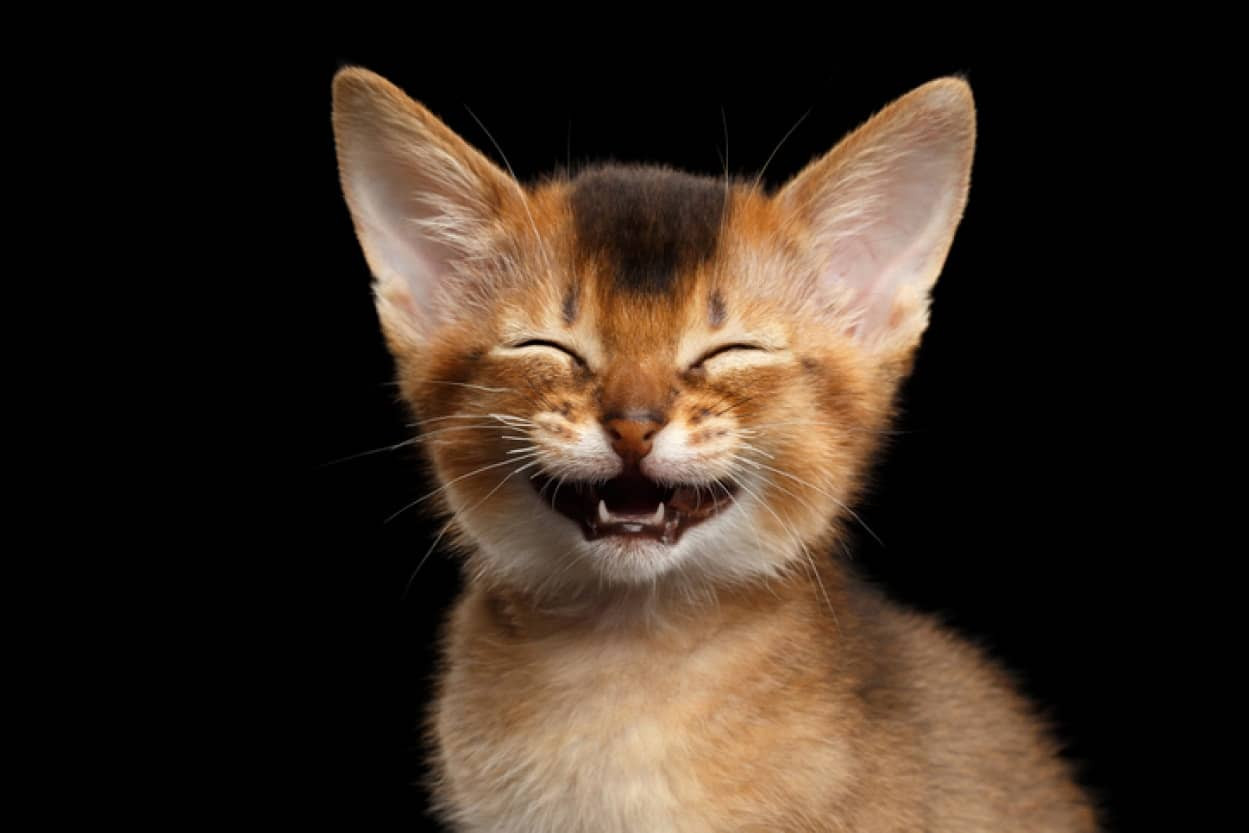 猫