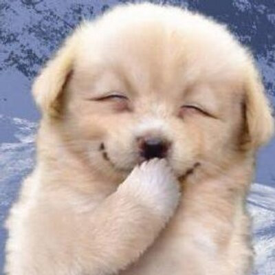 子犬