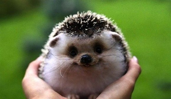 ハリネズミ