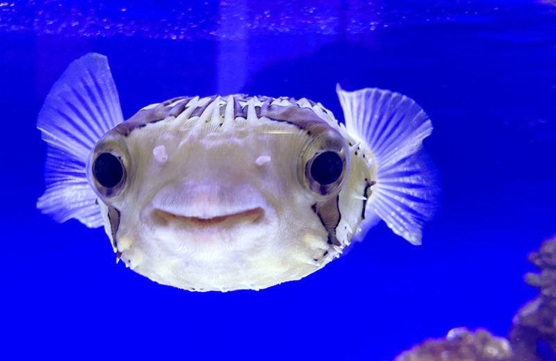 ハリセンボン