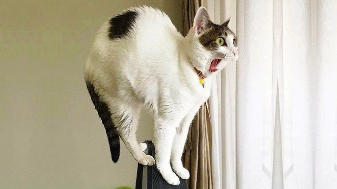 驚く猫