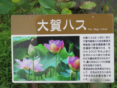 IMG_7348_R.jpg