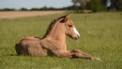 equia-image322.jpg
