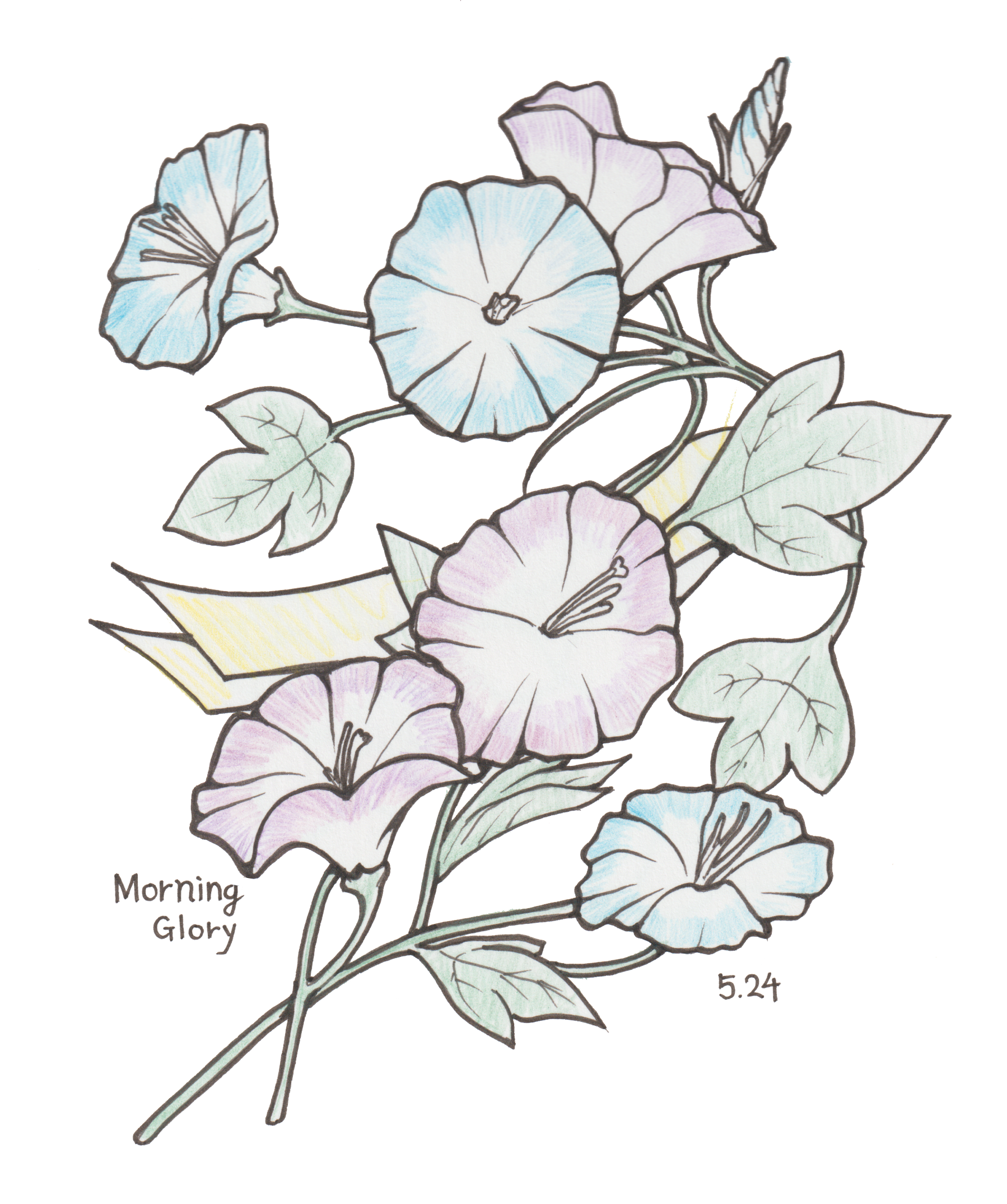 5月24日