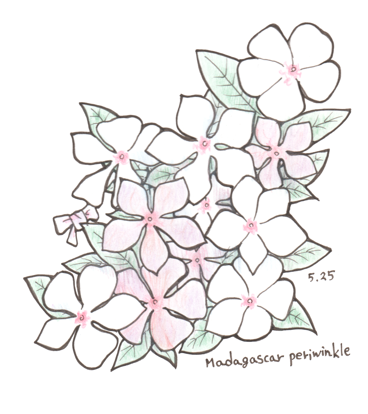 5月25日