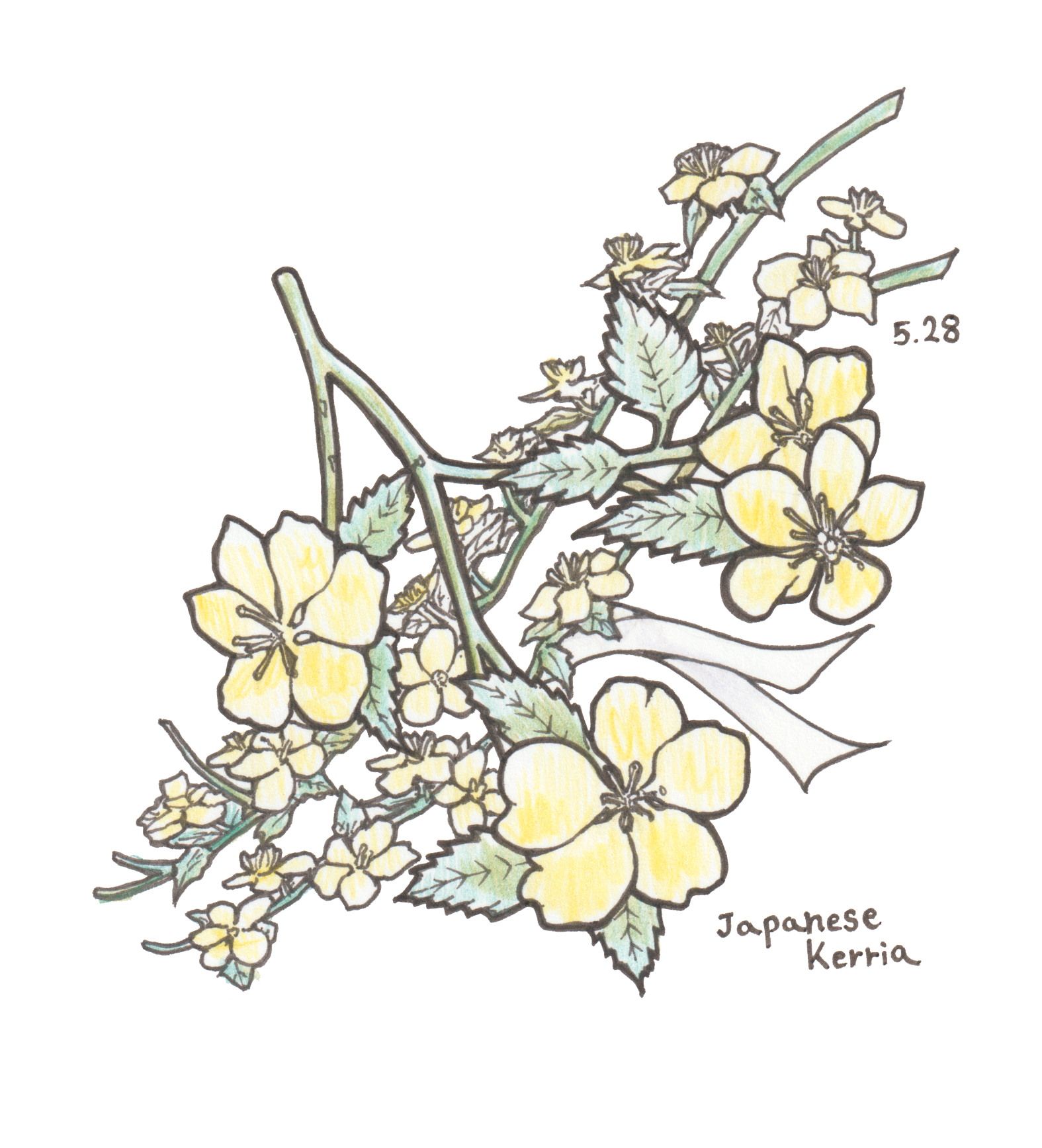 5月28日