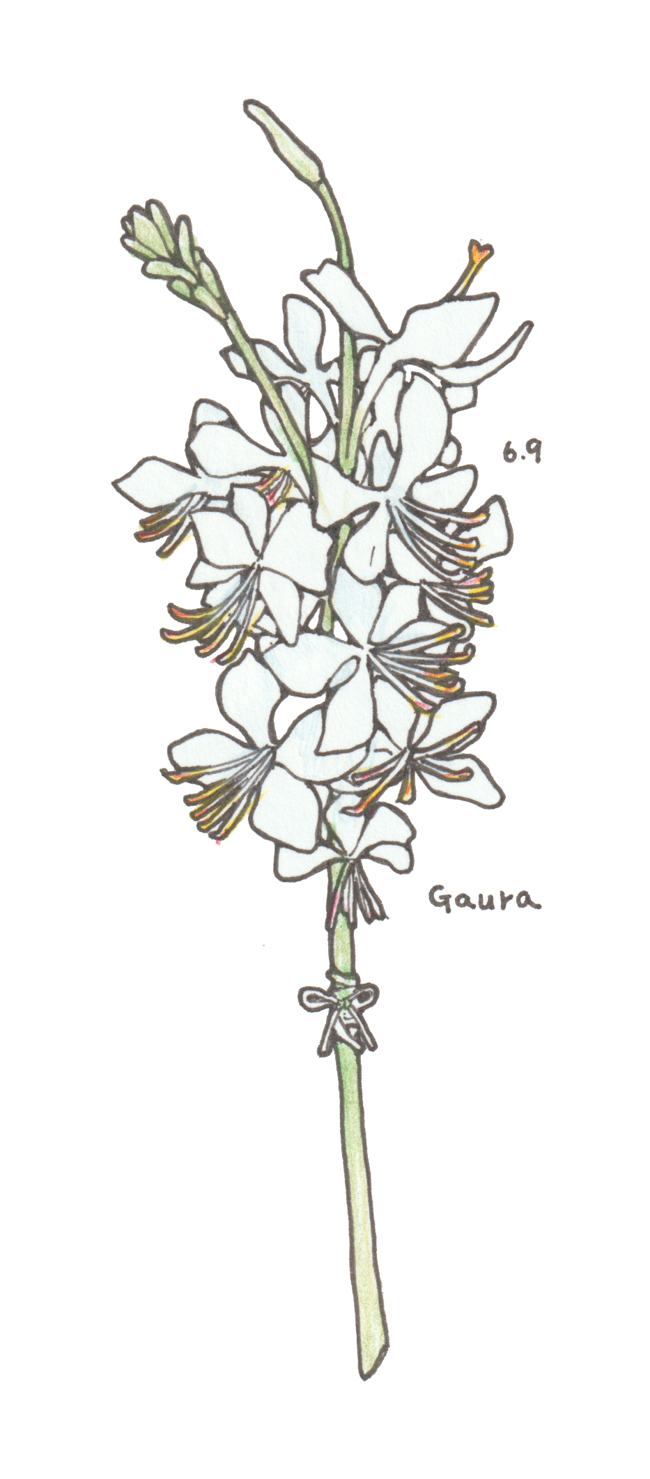 6月9日