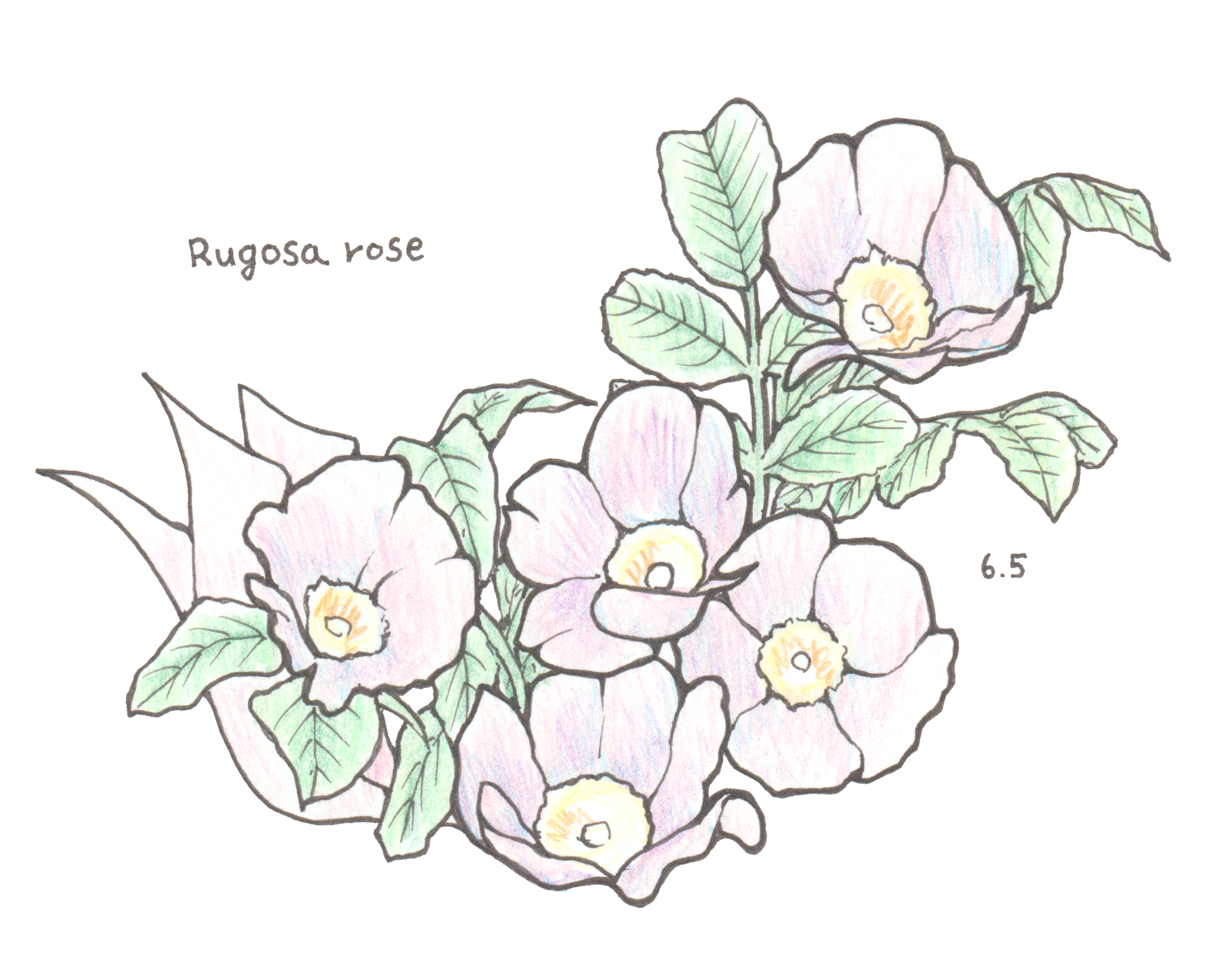6月5日