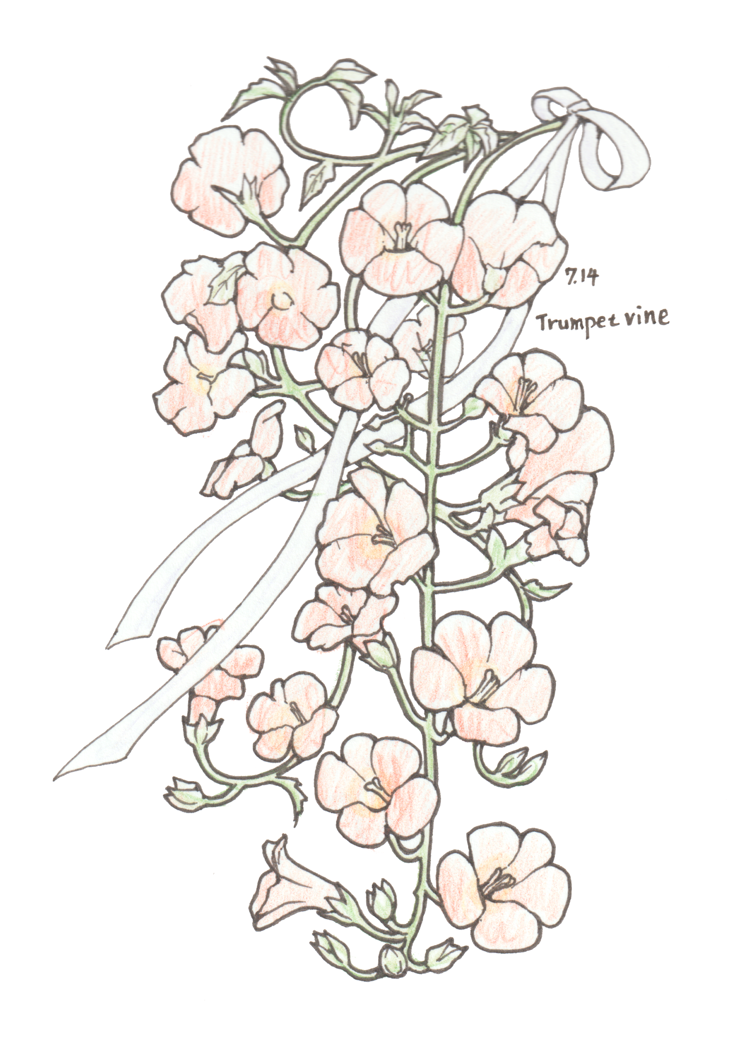 7月14日