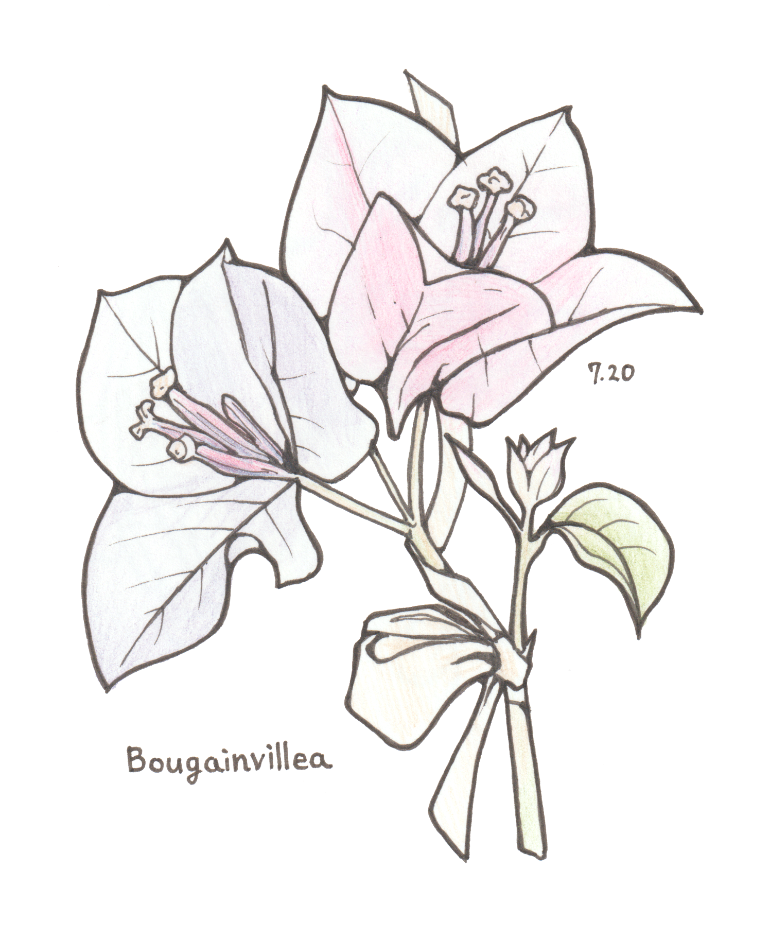7月20日