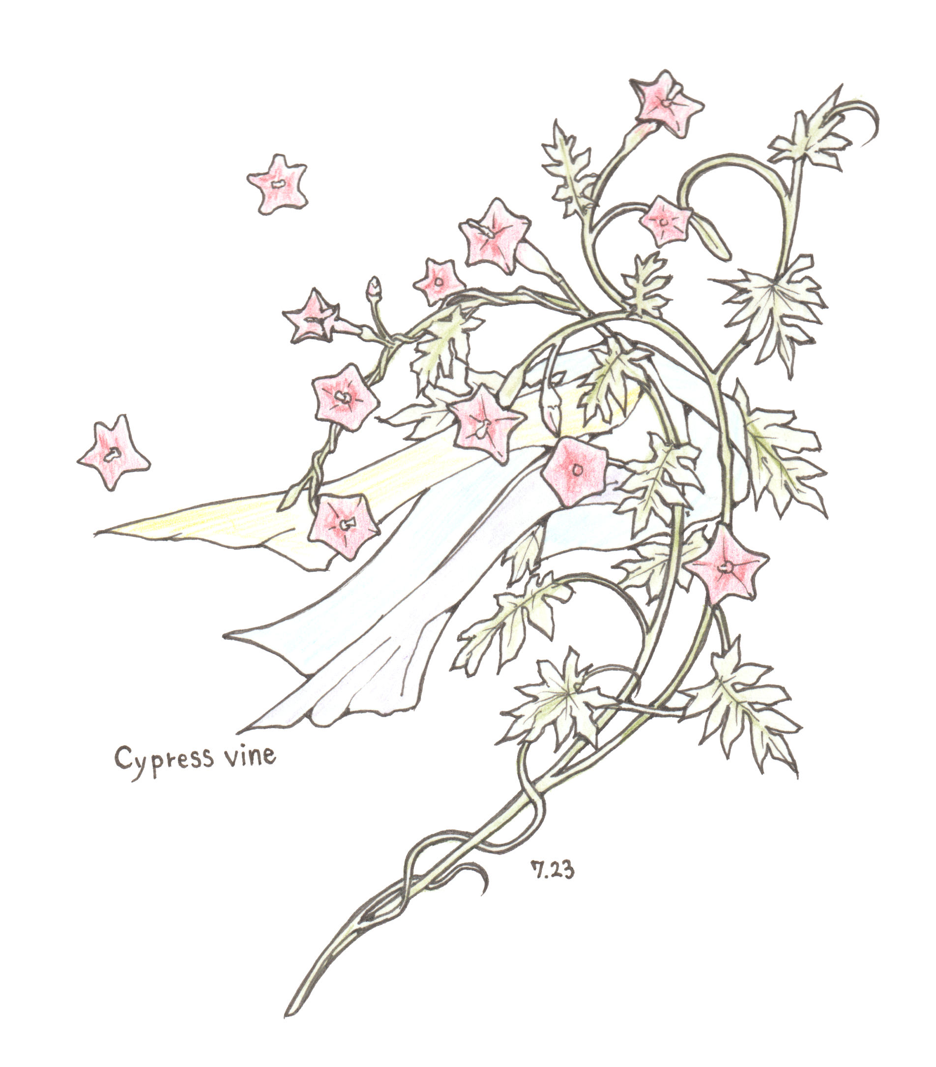 7月23日