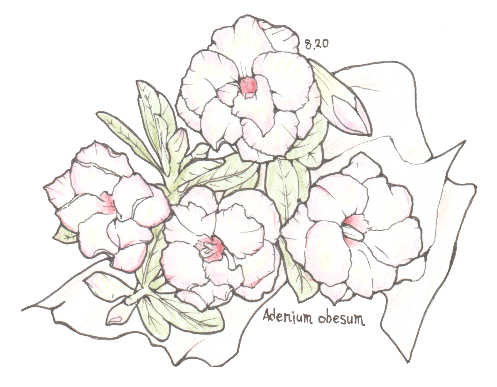 8月20日