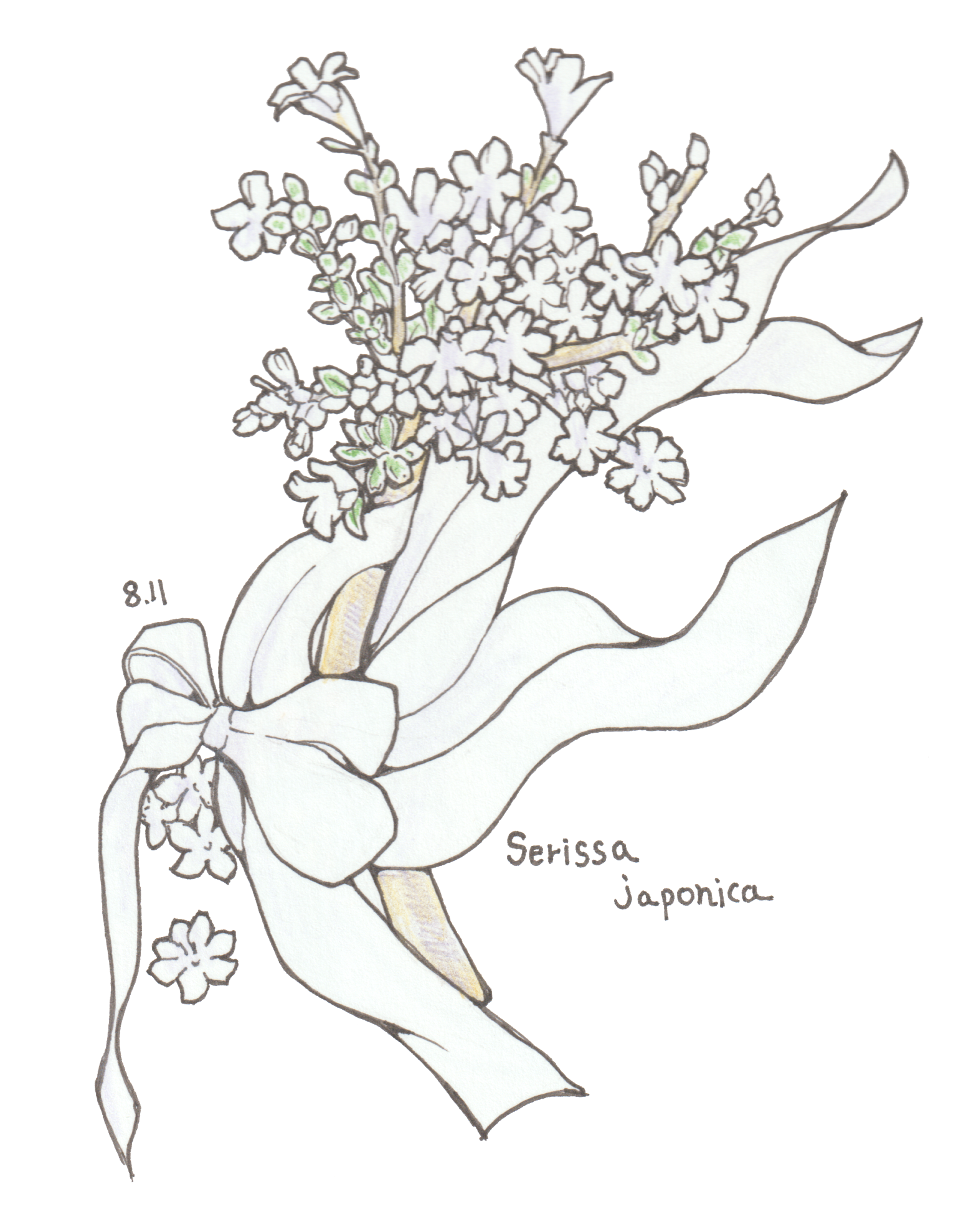 8月11日