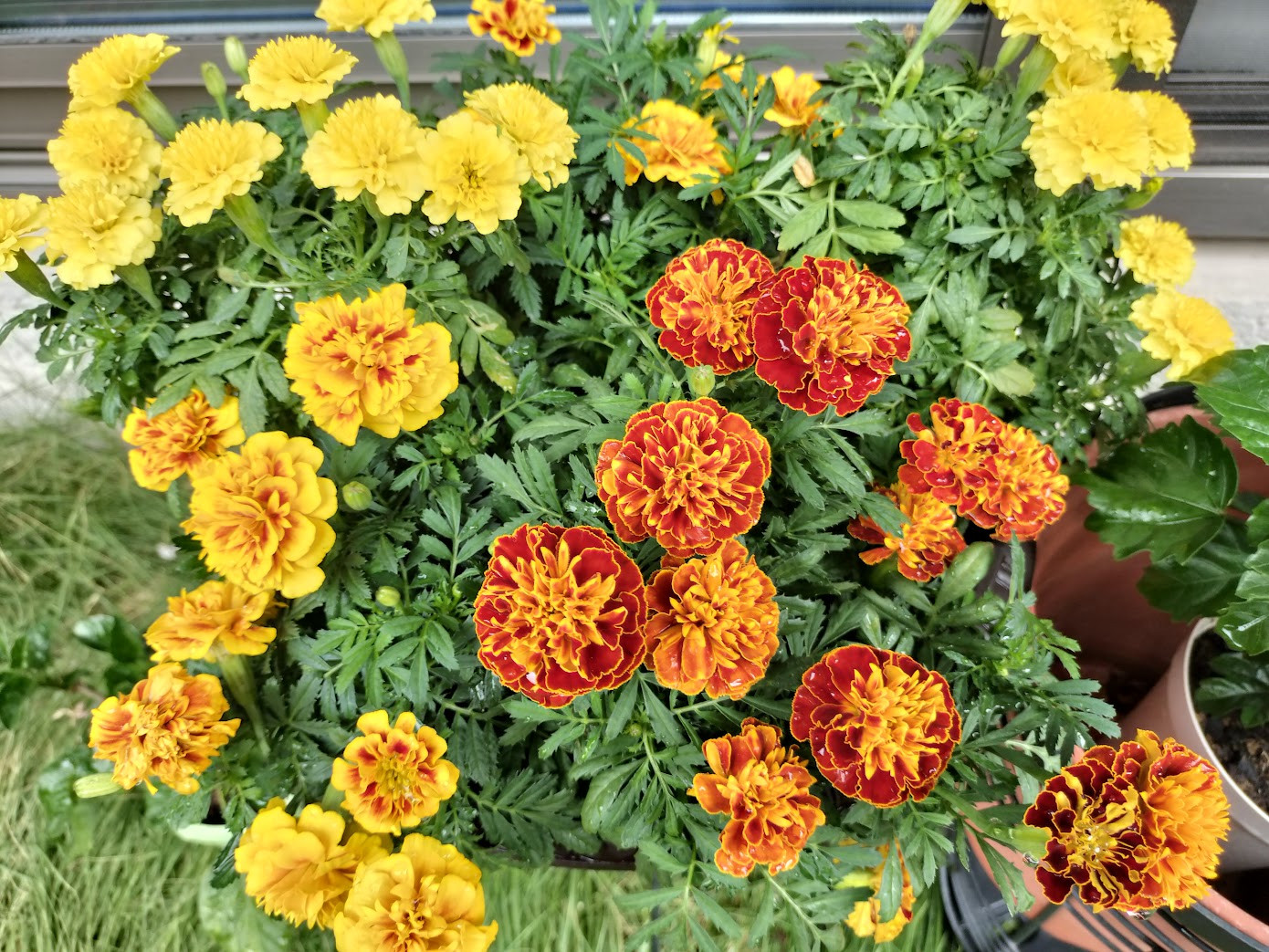 入り口のお花 変えました
