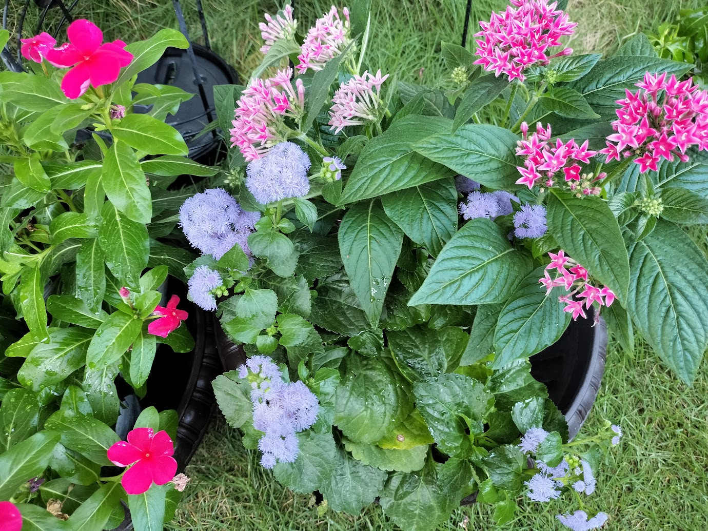 入り口のお花変えました
