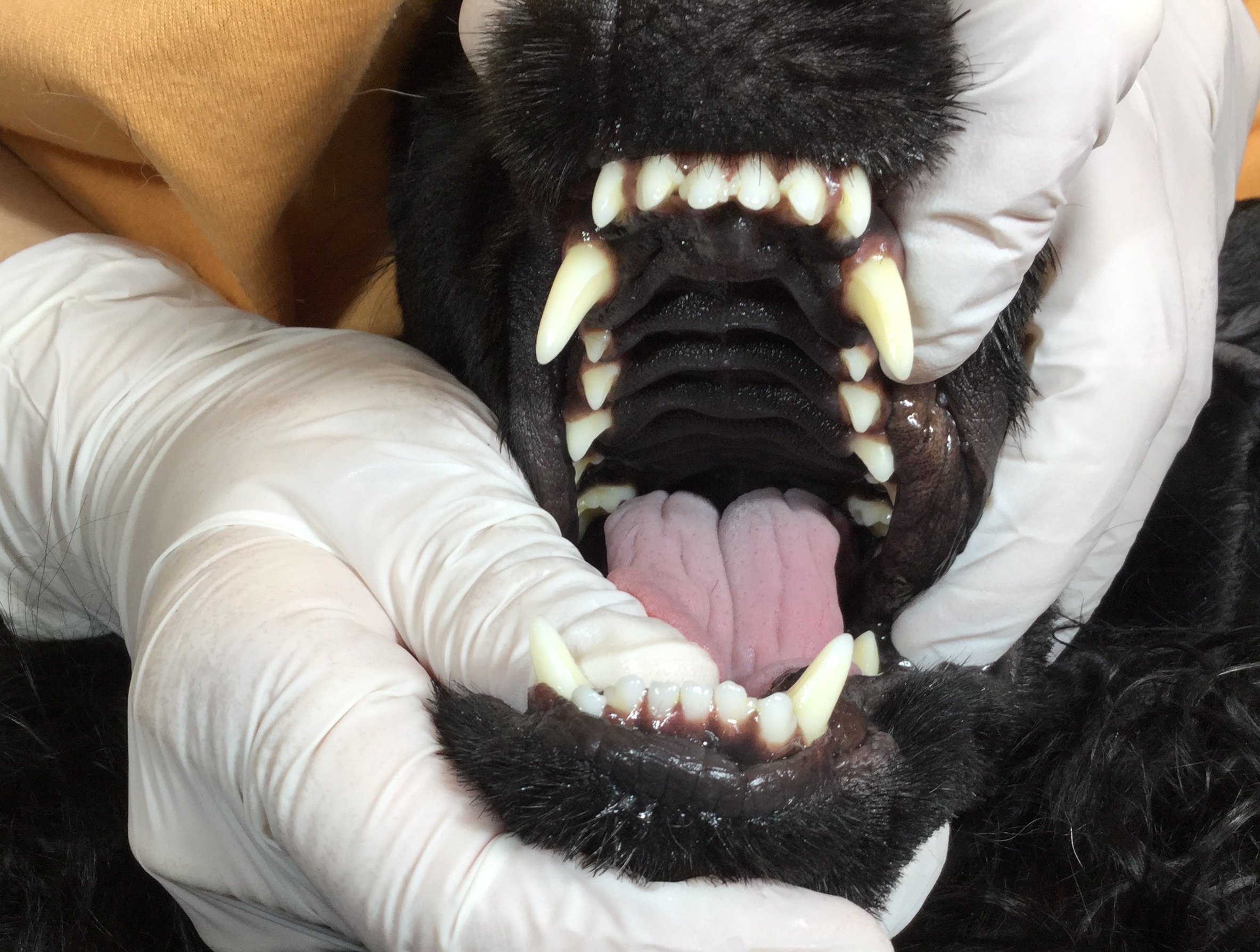 犬の無麻酔歯石除去 Dog Dental Care いろ歯