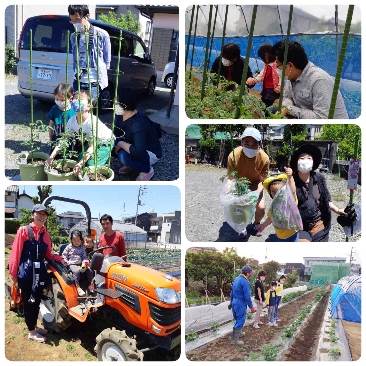 鉢植えトマトのお渡し