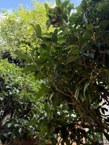 IMG_4978.jpeg
