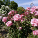 濁川公園バラ④.jpg
