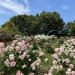 S__19636251_0.jpg