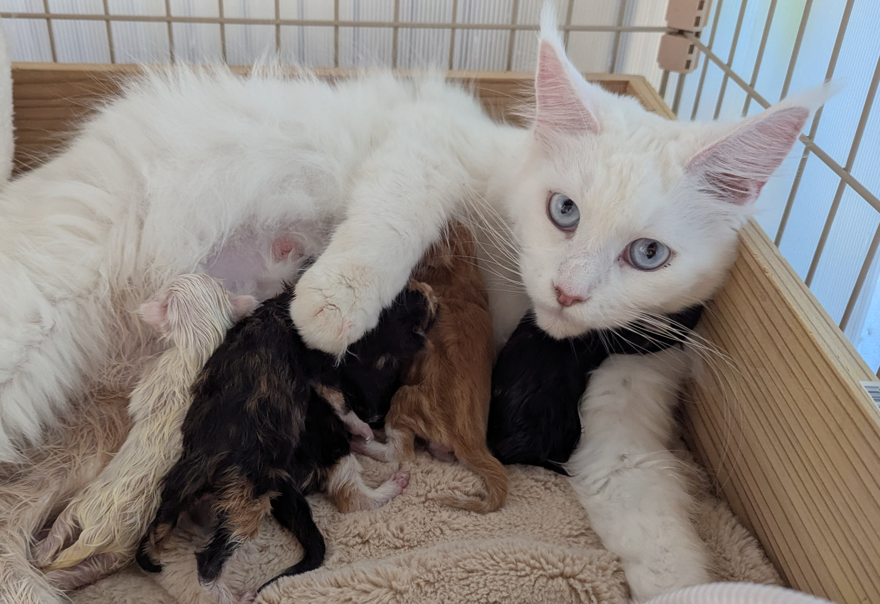 メインクーン出産情報！