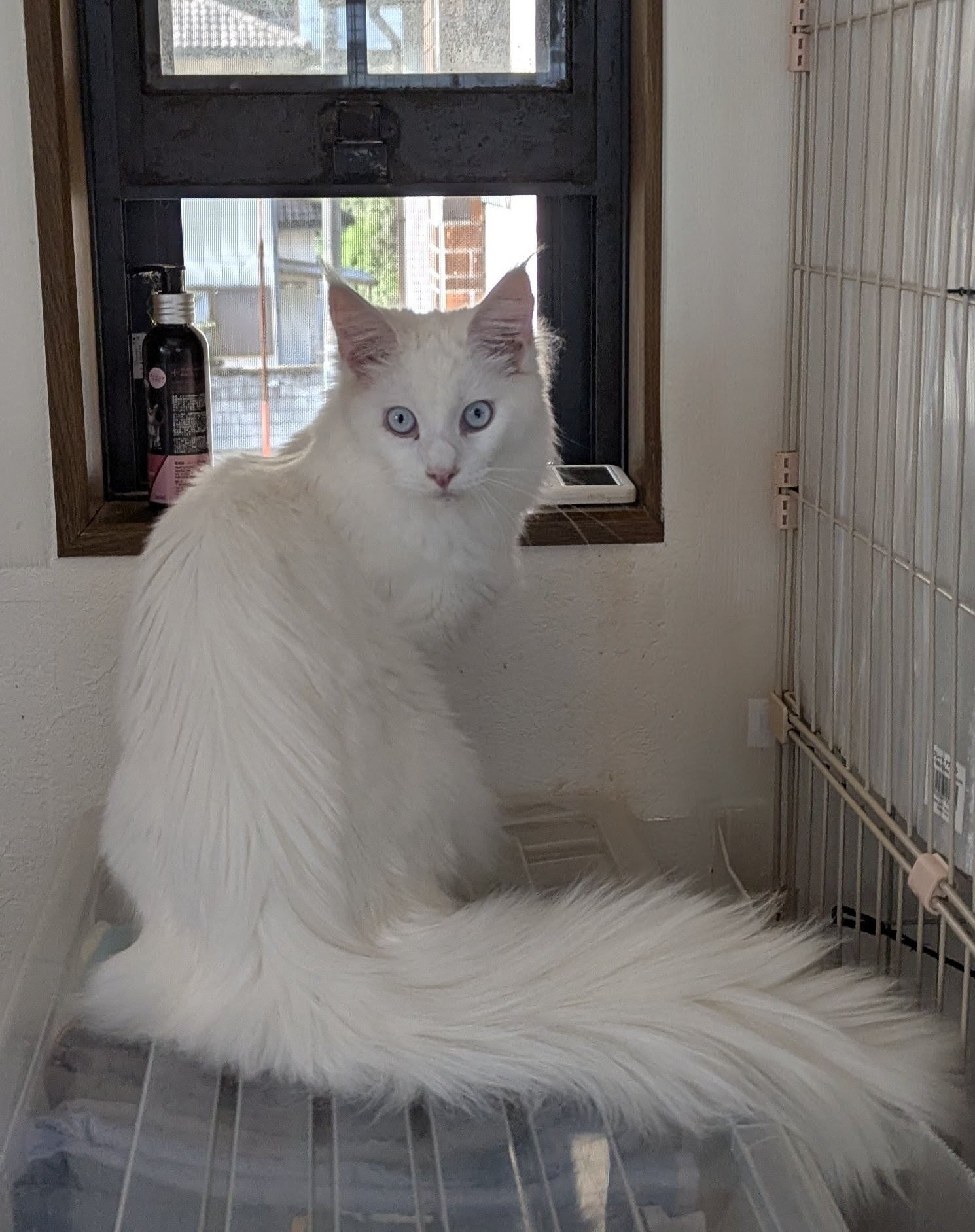 メインクーンホワイト女の子