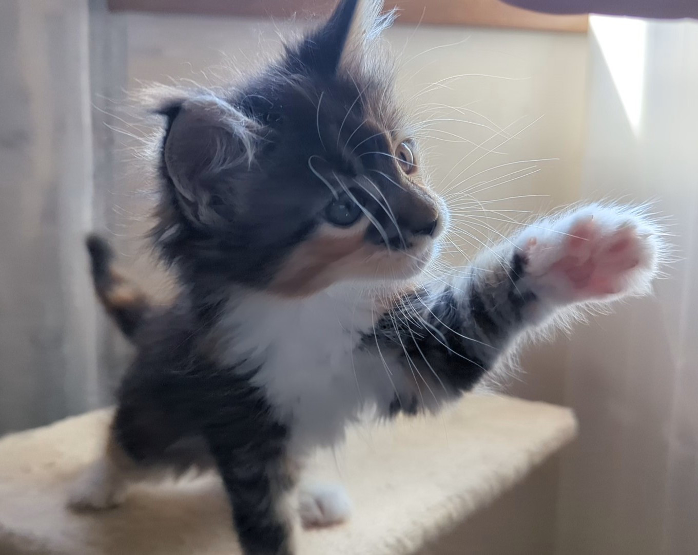 つね　ちゃん
