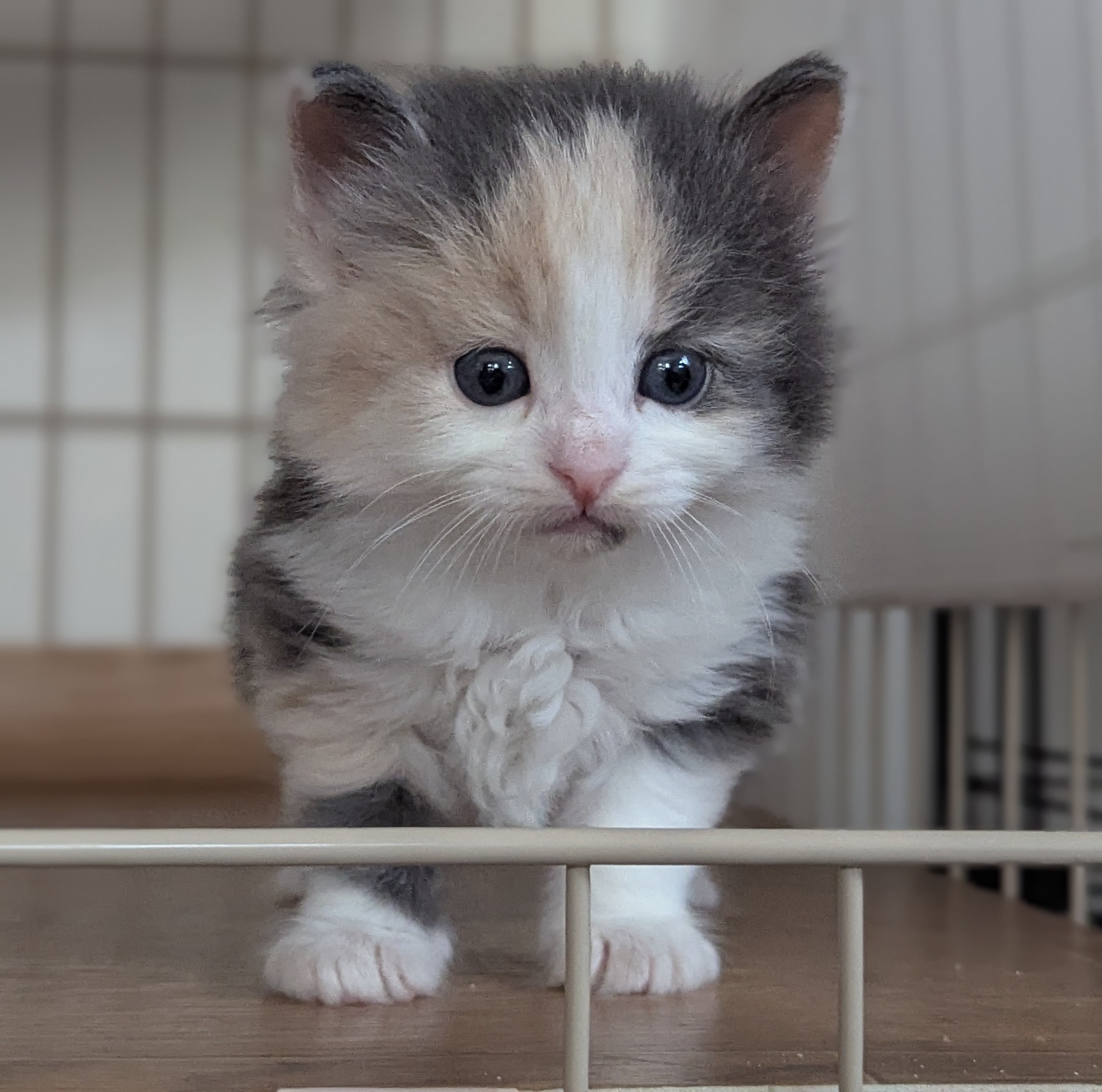 チチちゃん