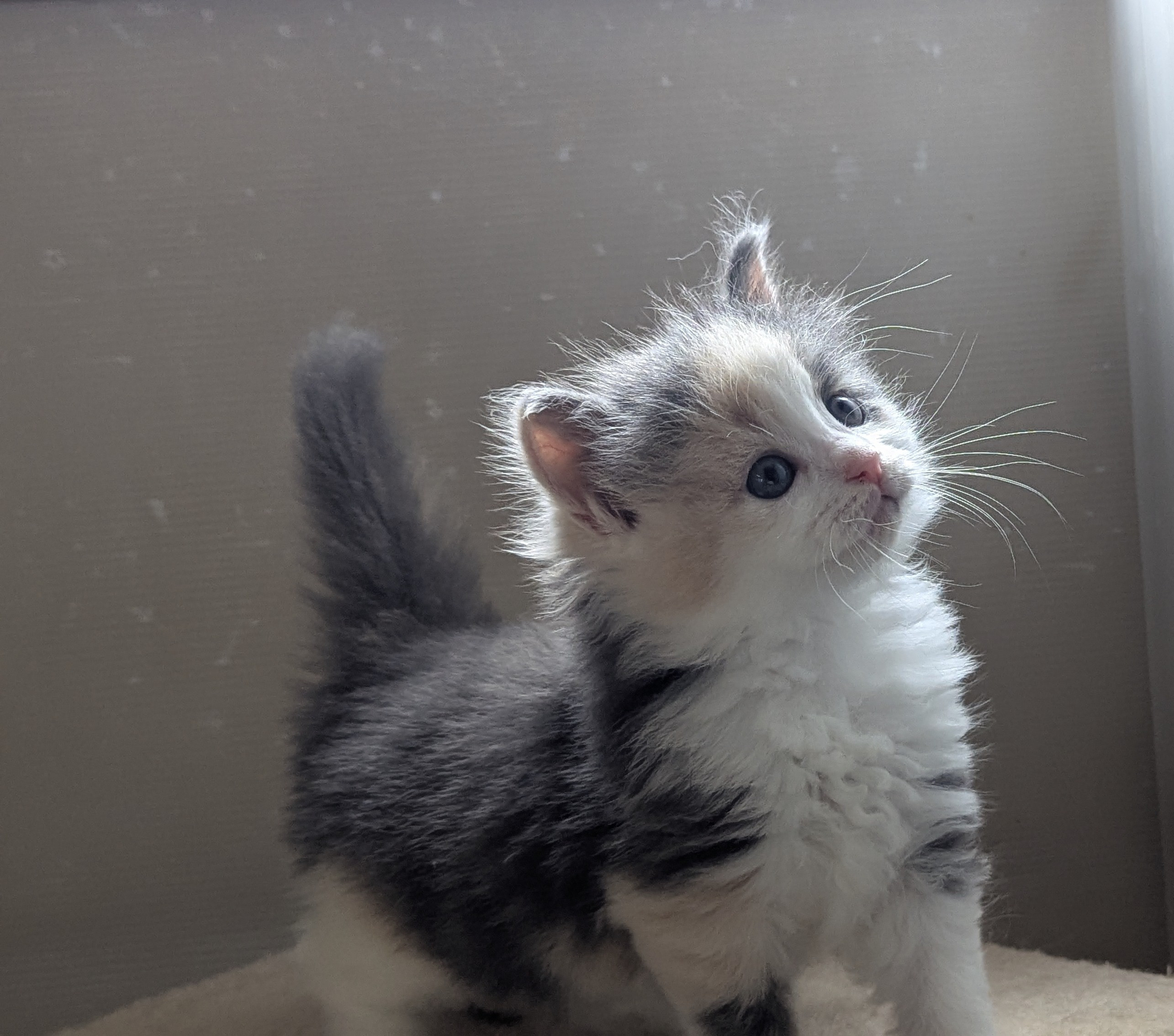 チチちゃん