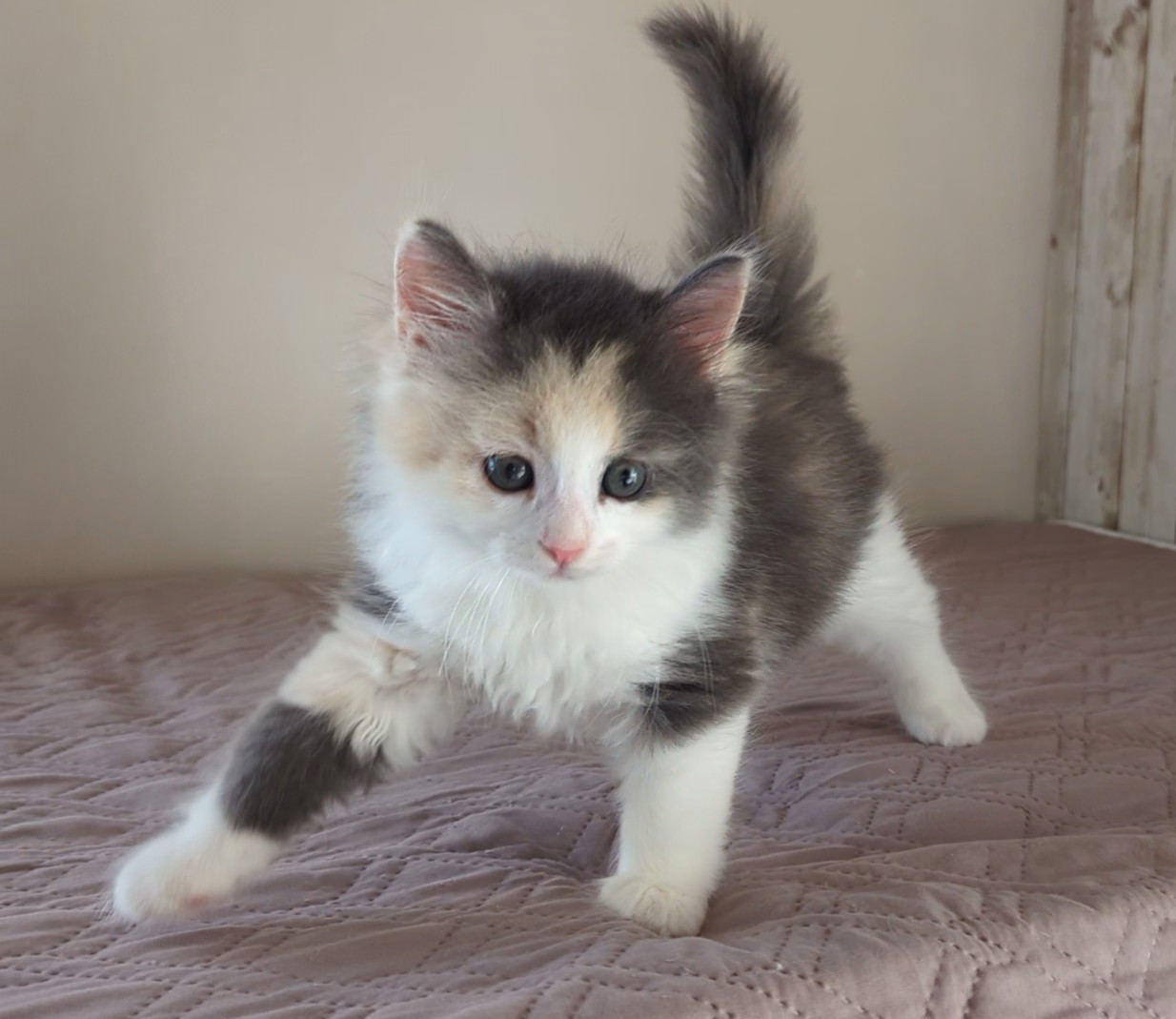 チチちゃん