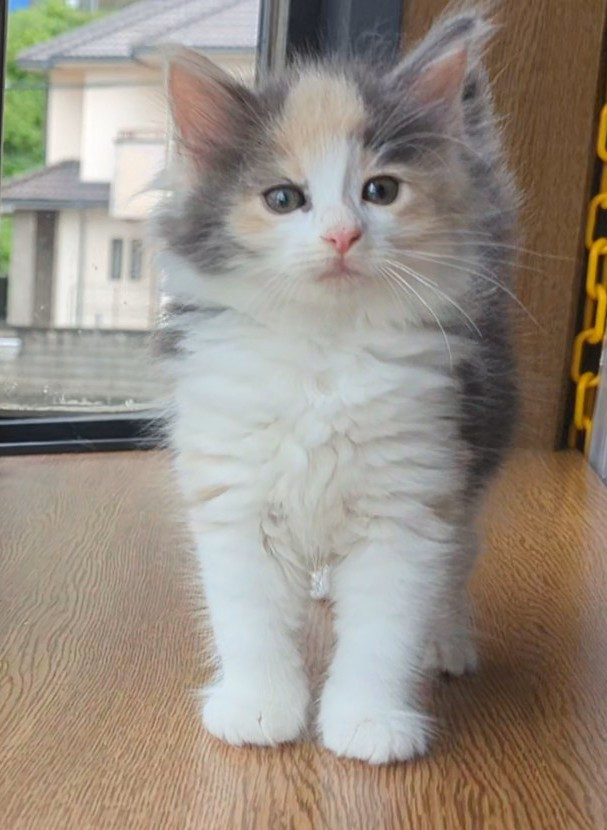 ブルマちゃん