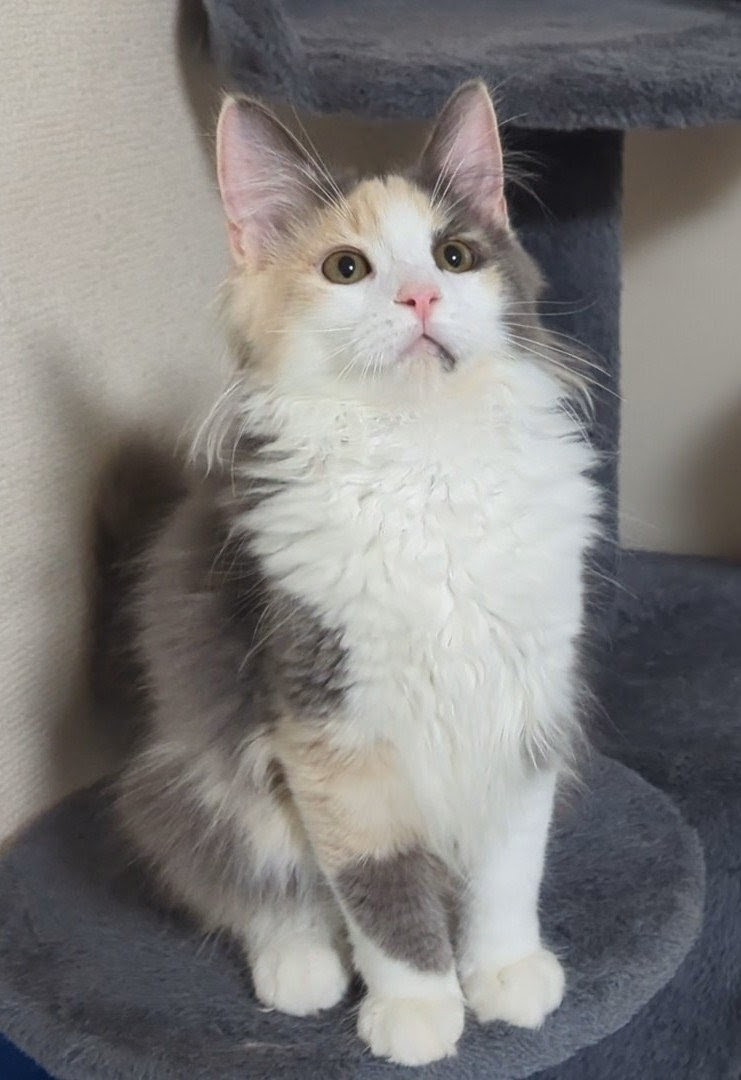 チチちゃん