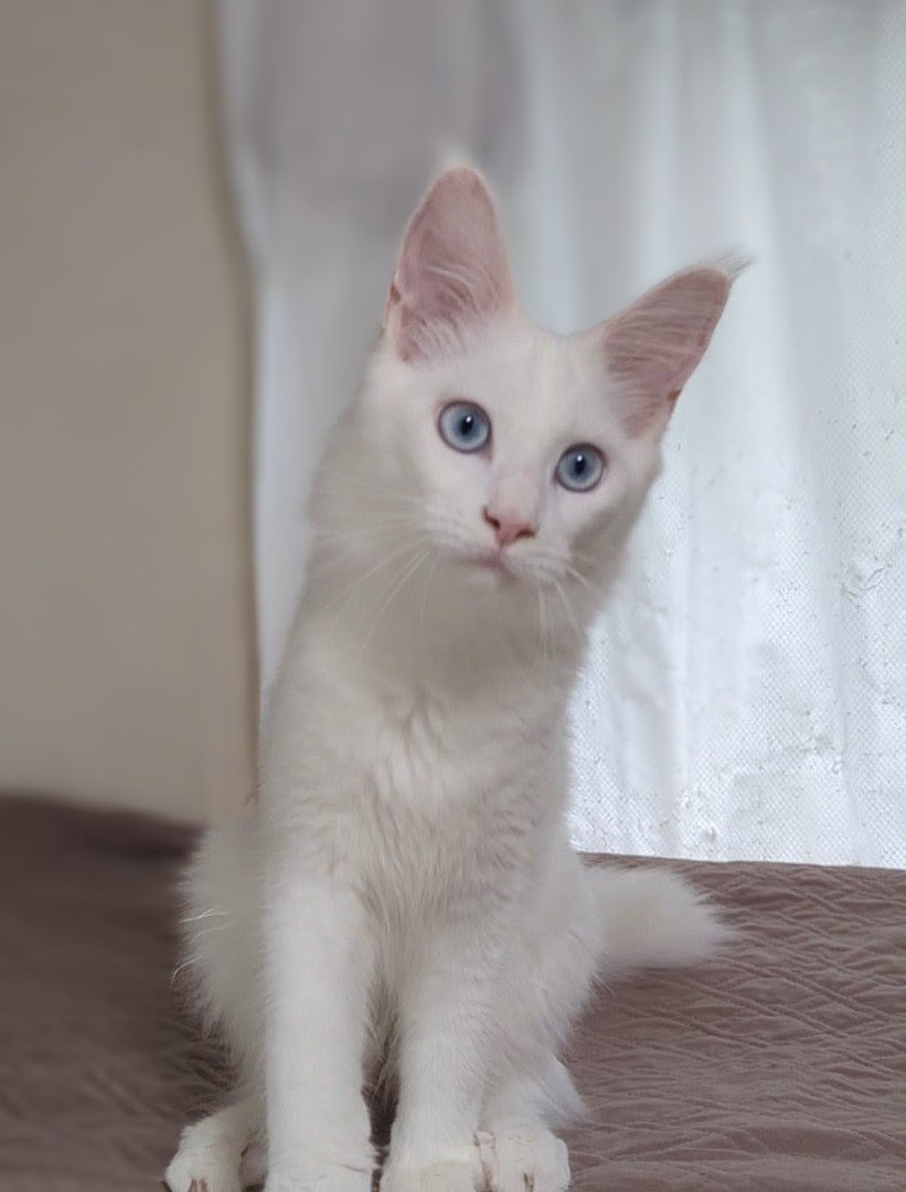 エルちゃん