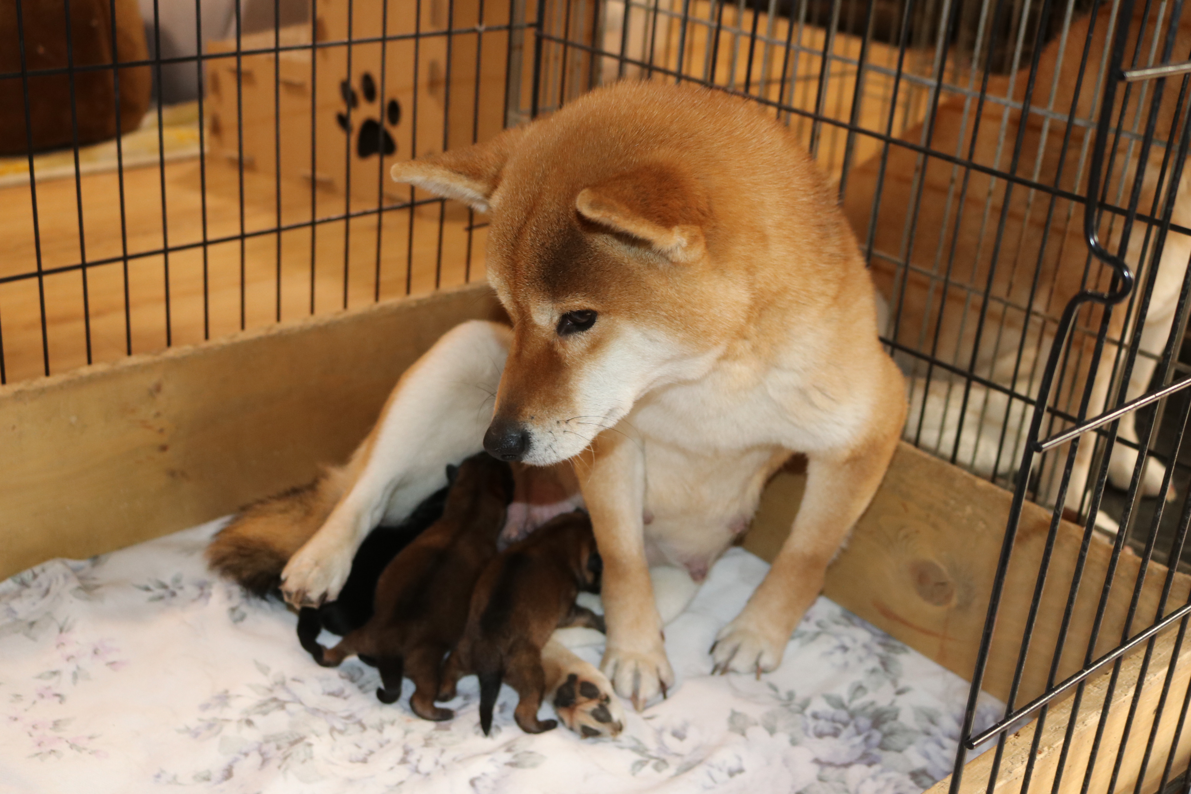 出産のお知らせ