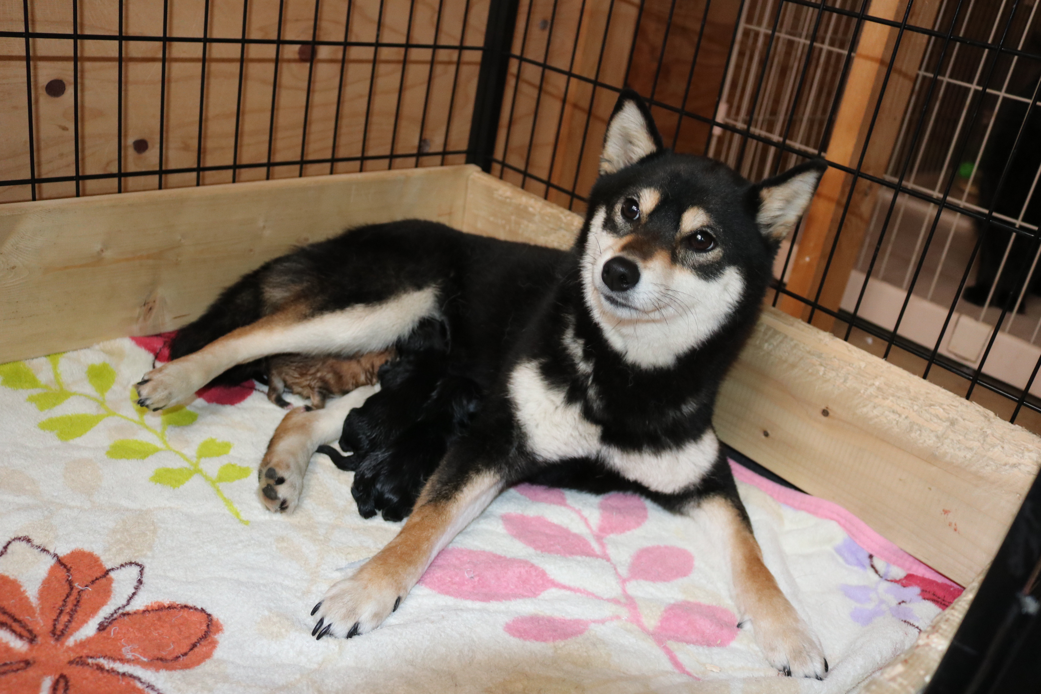 子犬出産のお知らせ
