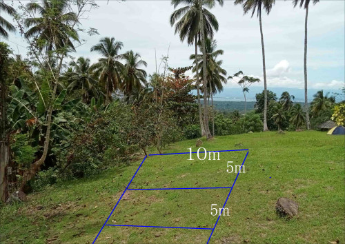 Bamboo_01.JPG