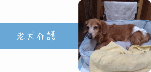 top老犬介護.png