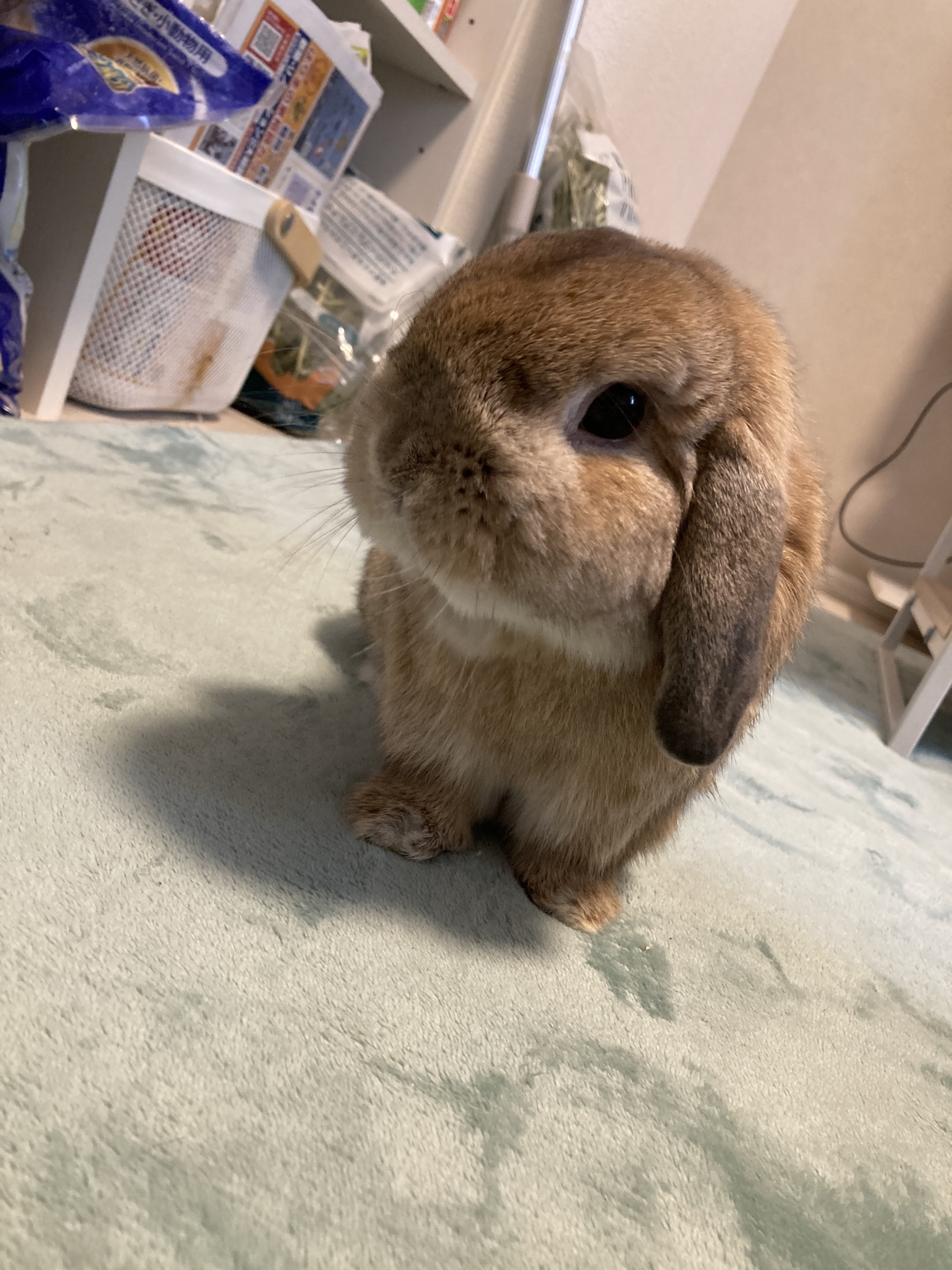 るいくん🐰💕