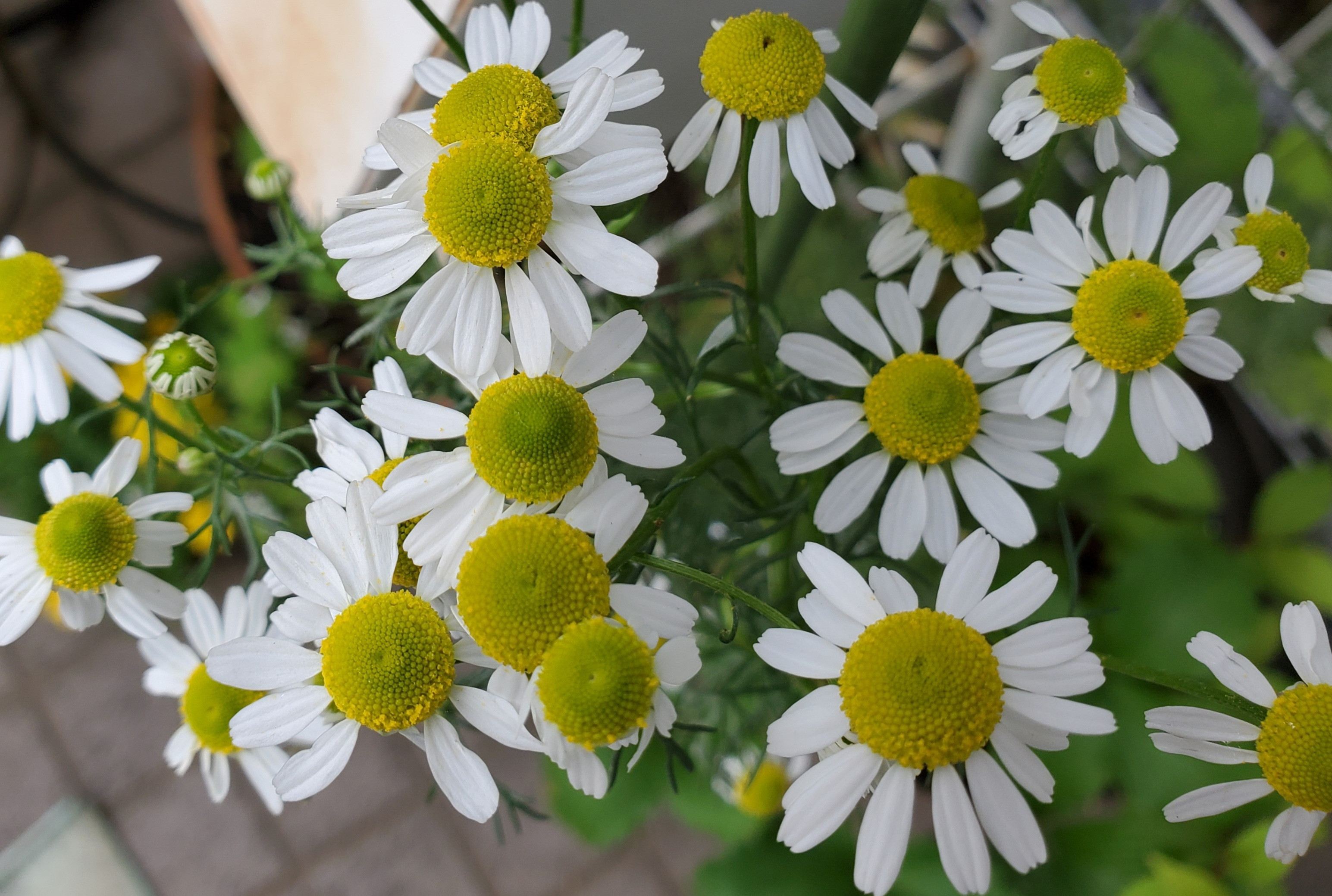 私の庭 5 17 La Fontaine