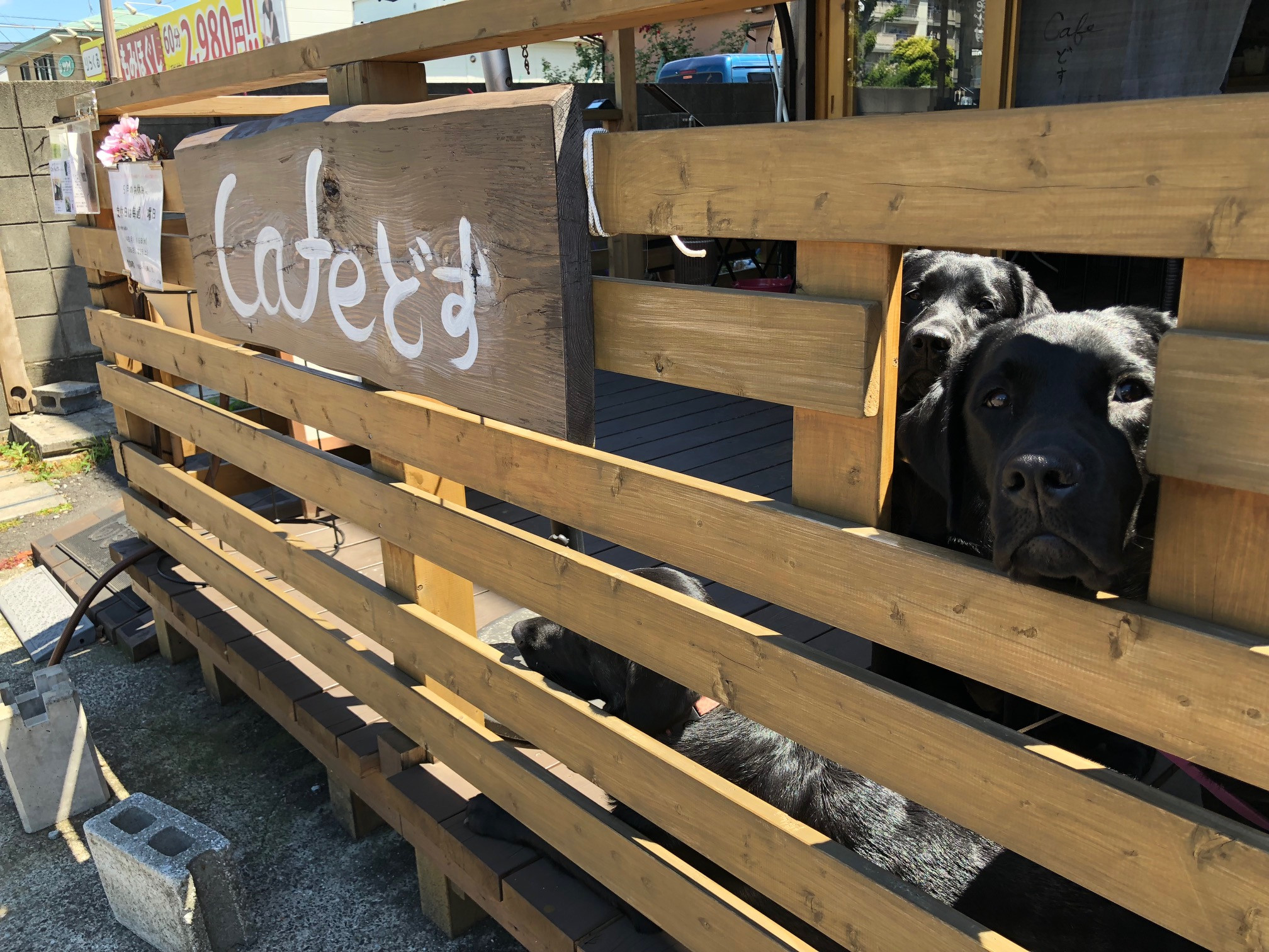 Cafeどす 東京福生のドッグカフェcafeどす 犬ｏｋカフェ黒ラブの看板犬