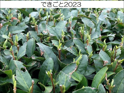 dekigoto20230321.jpg