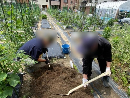 地域活動ご報告（畑に行ってきました😊🍅）