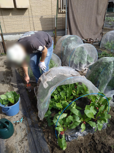 地域活動ご報告（畑に行ってきました🍓🍓）