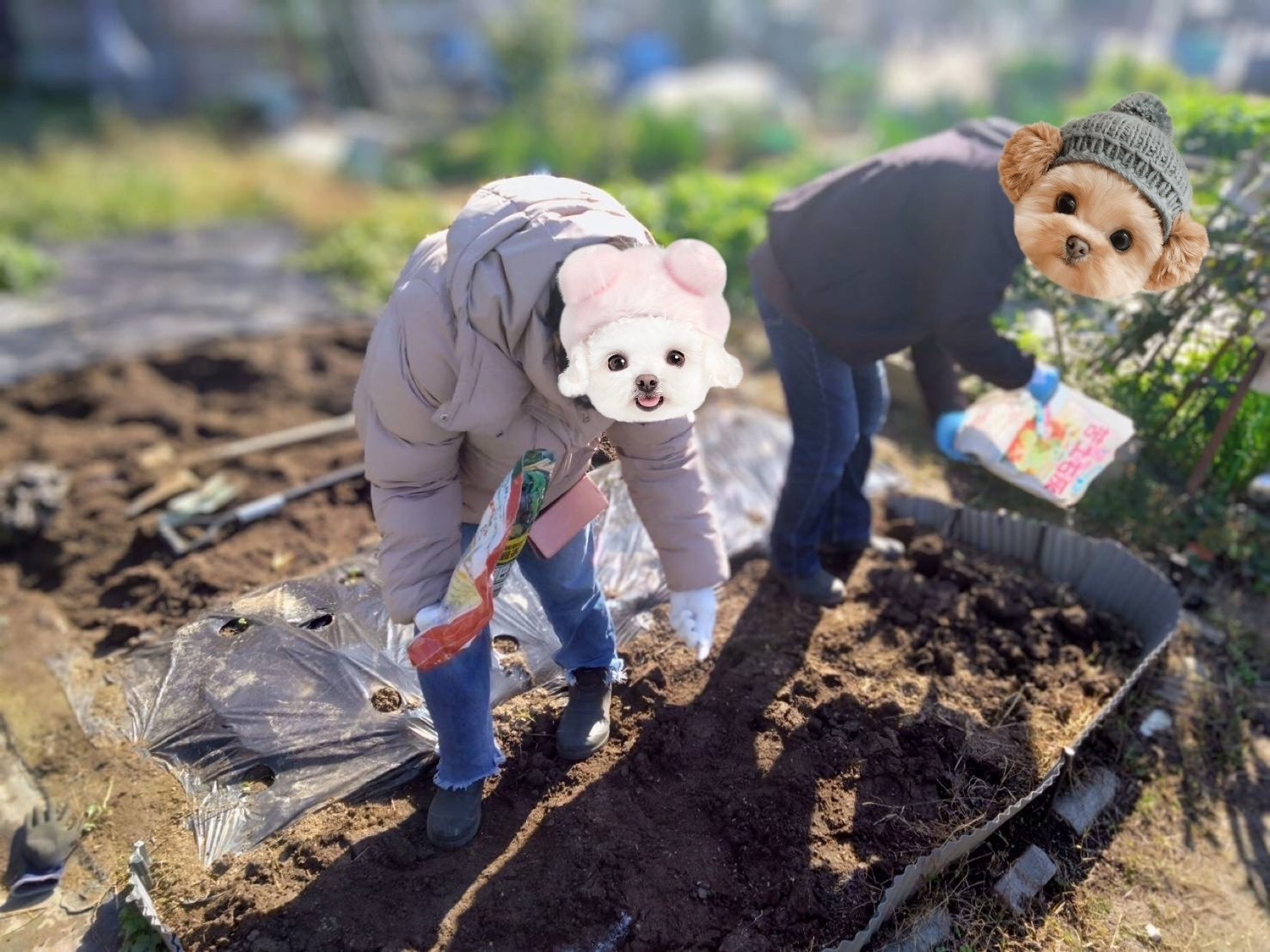 2025/11/20 はたけ