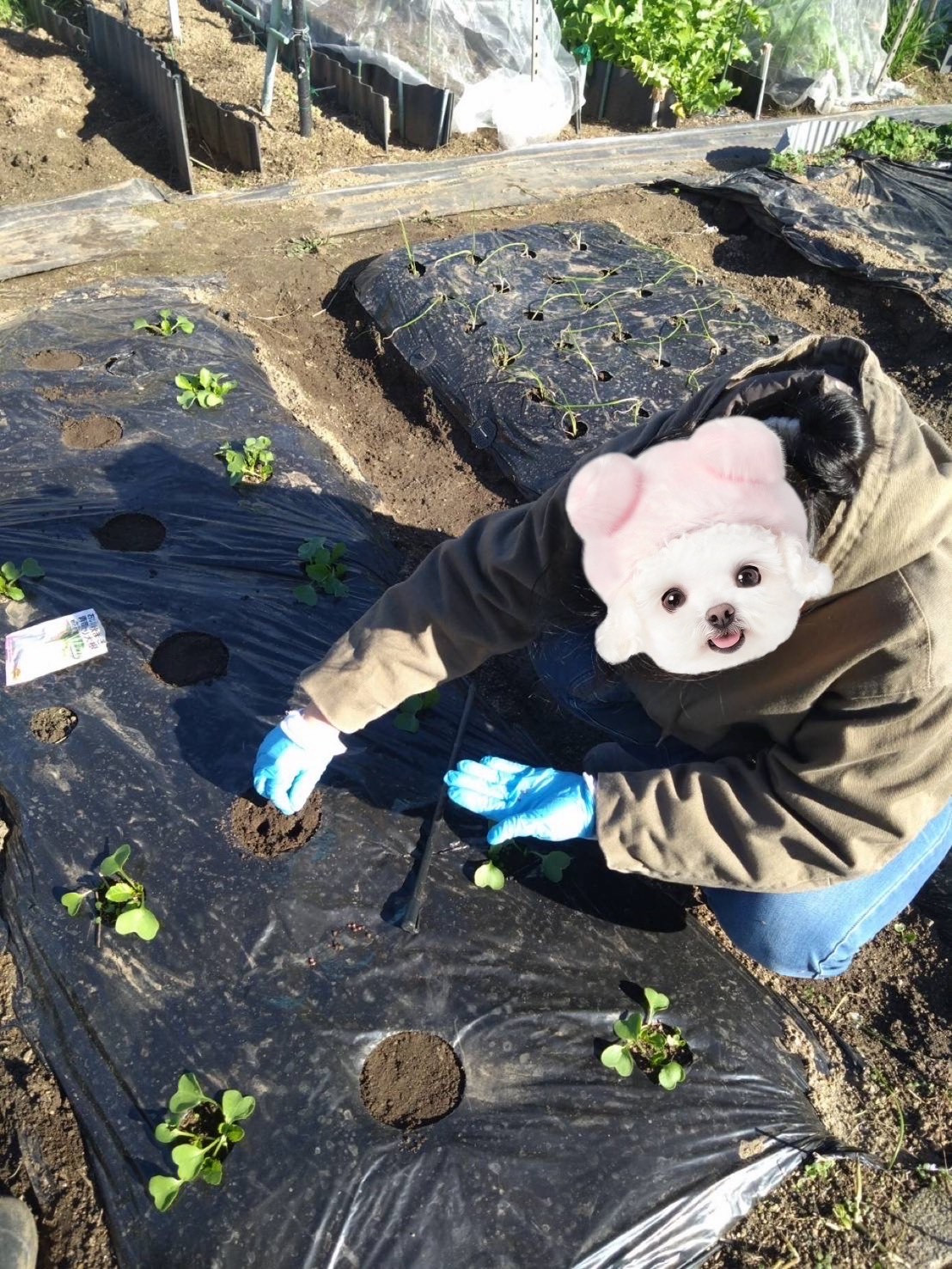 2025/12/4　　はたけ